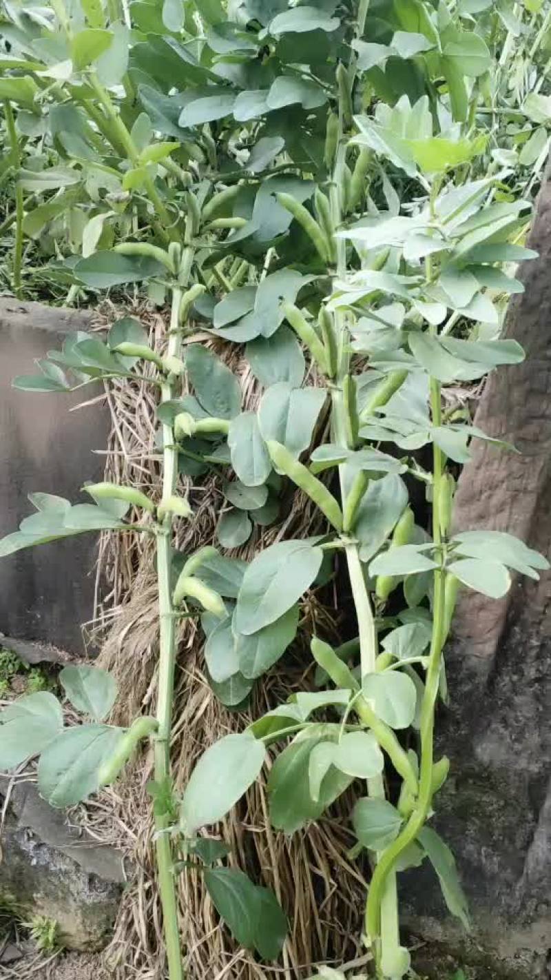 大白蚕豆