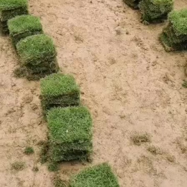 台湾草大量有货
