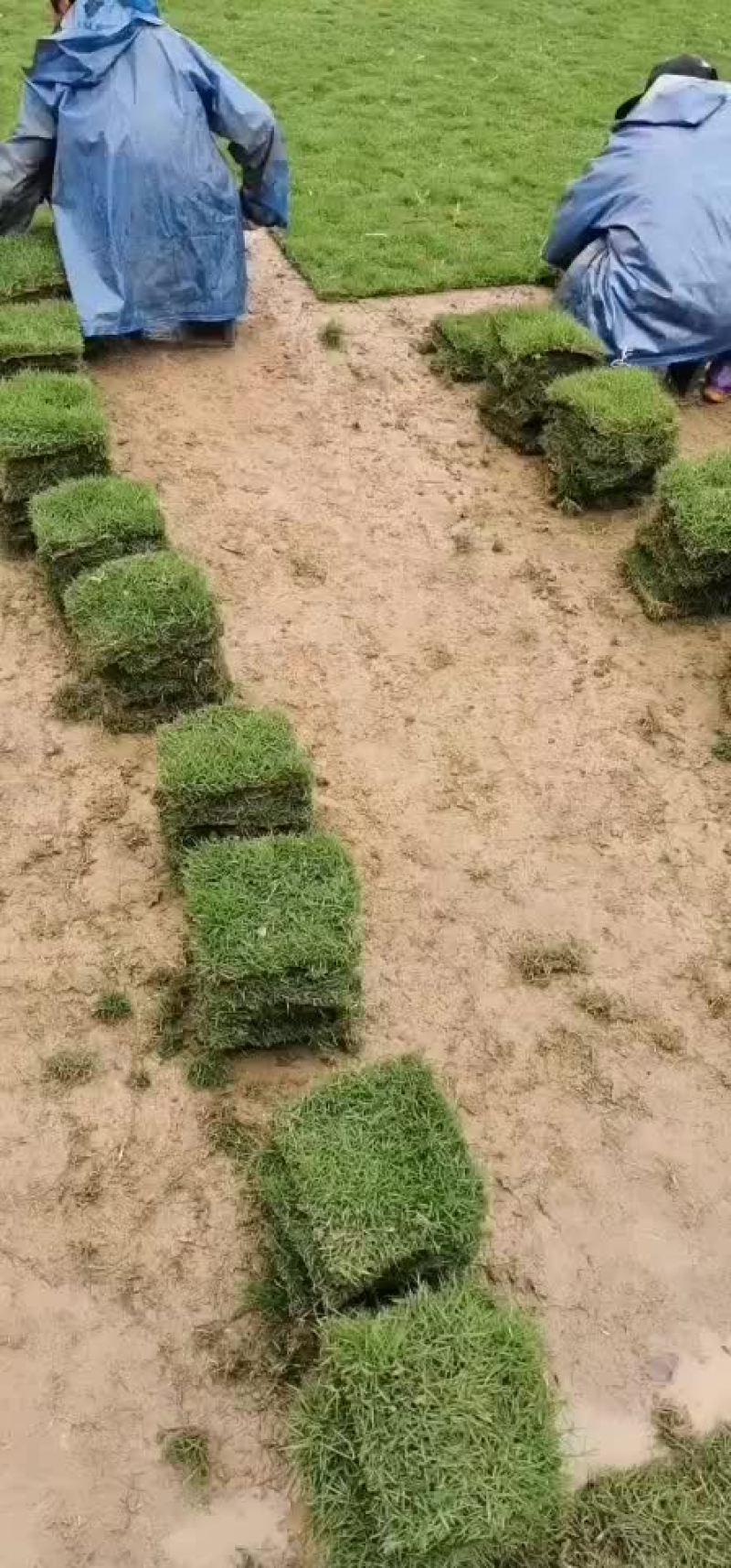 台湾草大量有货
