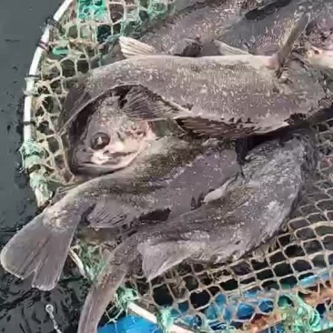 黑头鱼，青岛当地深海网箱黑头鱼