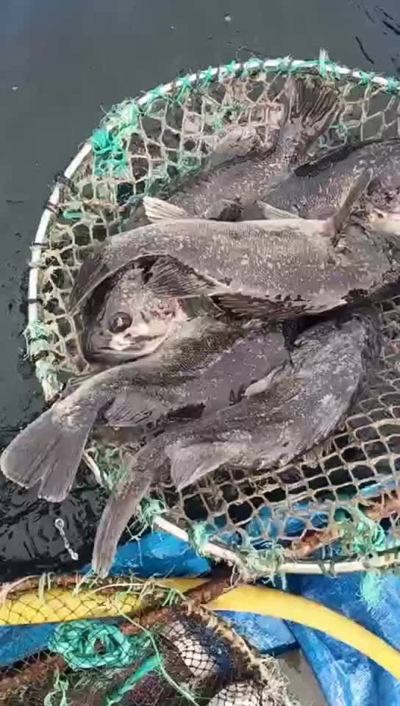 黑头鱼，青岛当地深海网箱黑头鱼