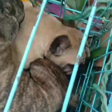 法斗