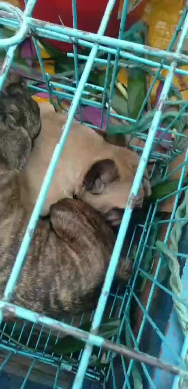 法斗