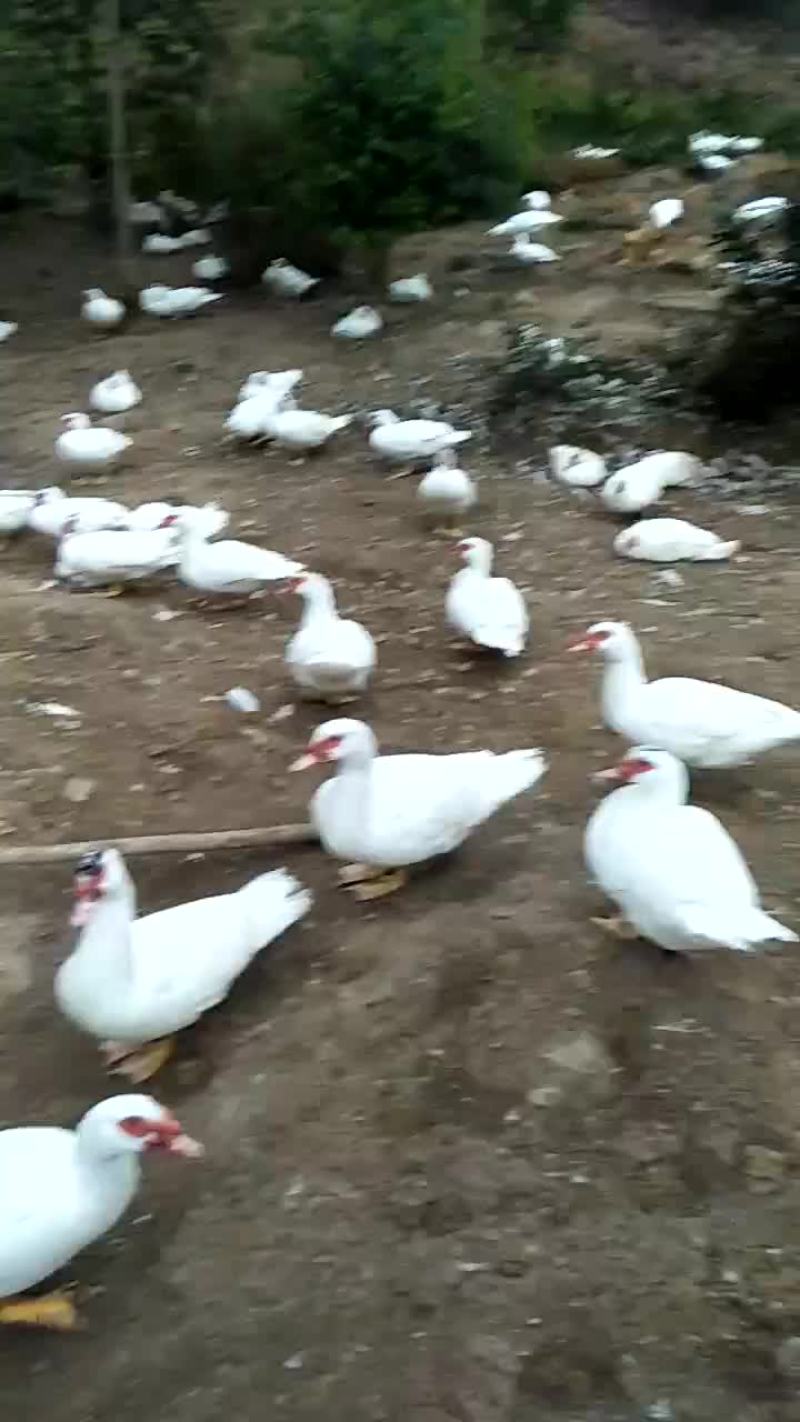 西洋鸭肉质非常的鲜美是煲汤好材料欢迎来电咨询