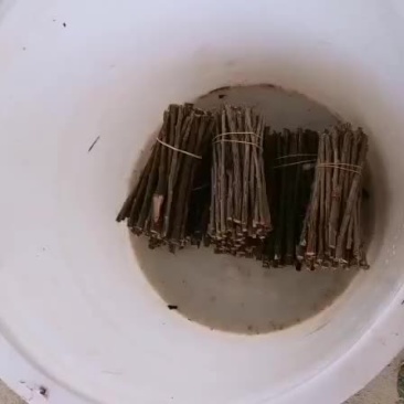 枸杞苗