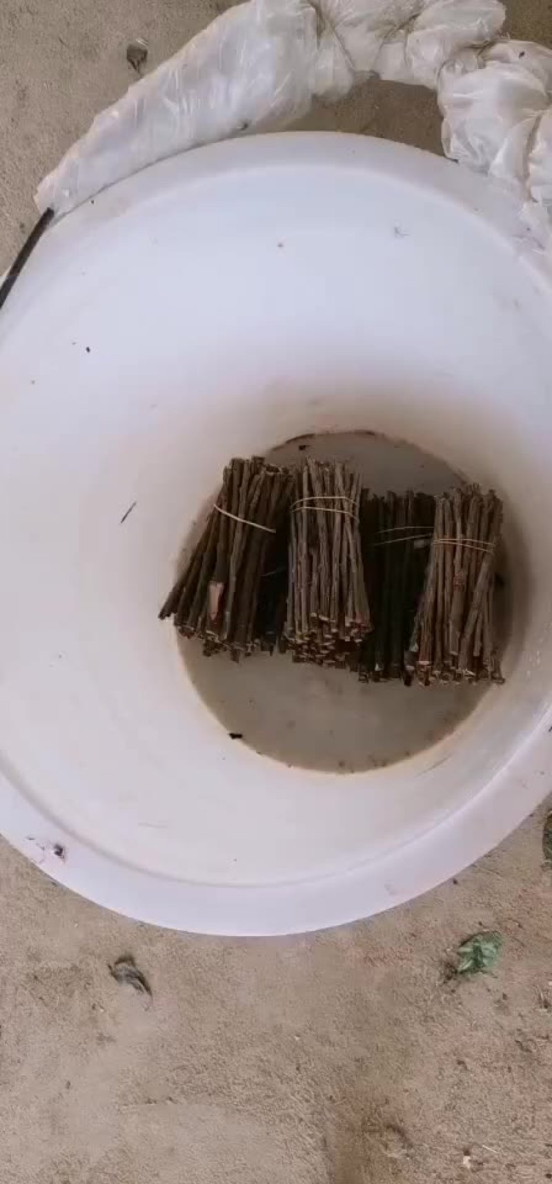枸杞苗