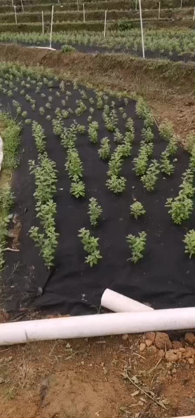 枸杞苗