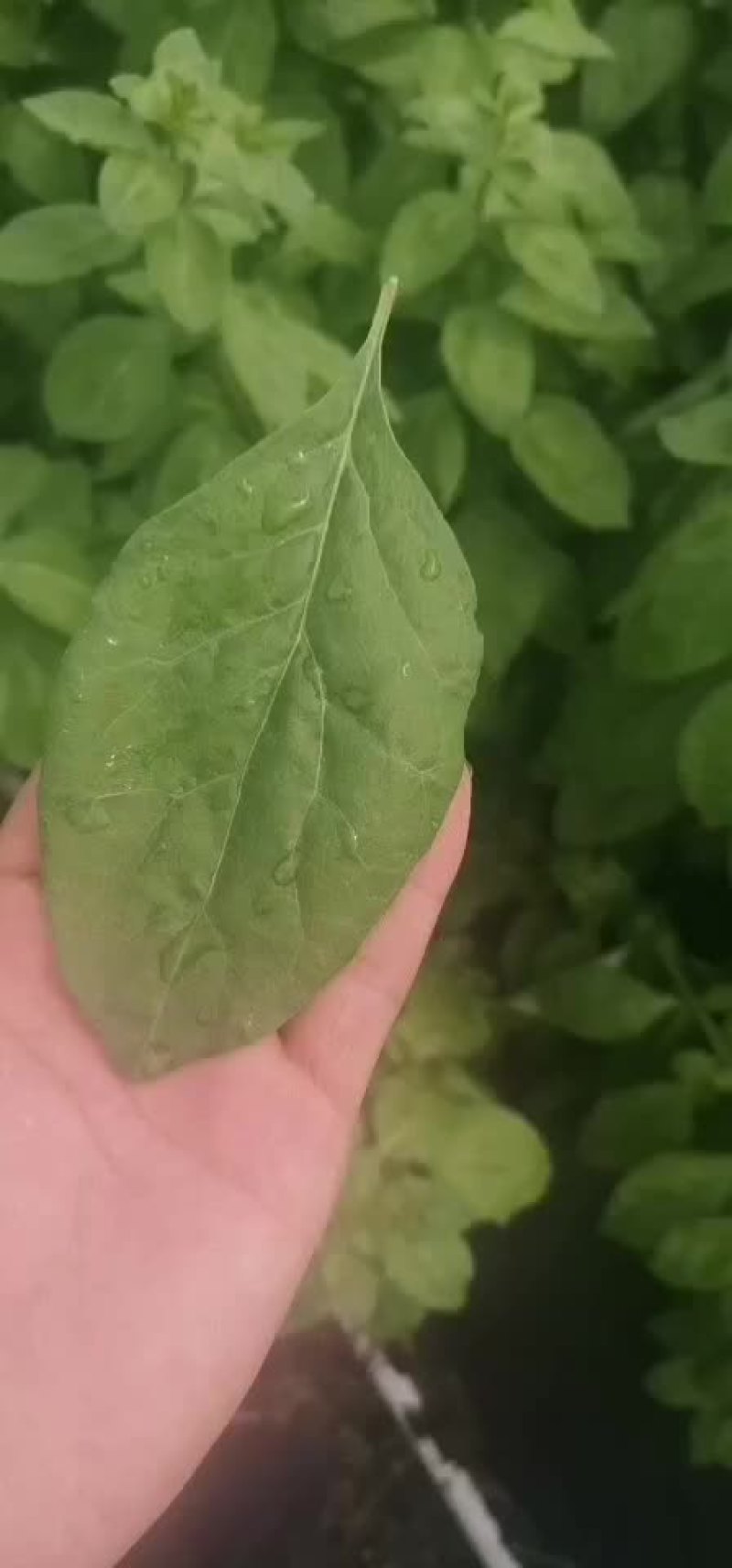 枸杞苗