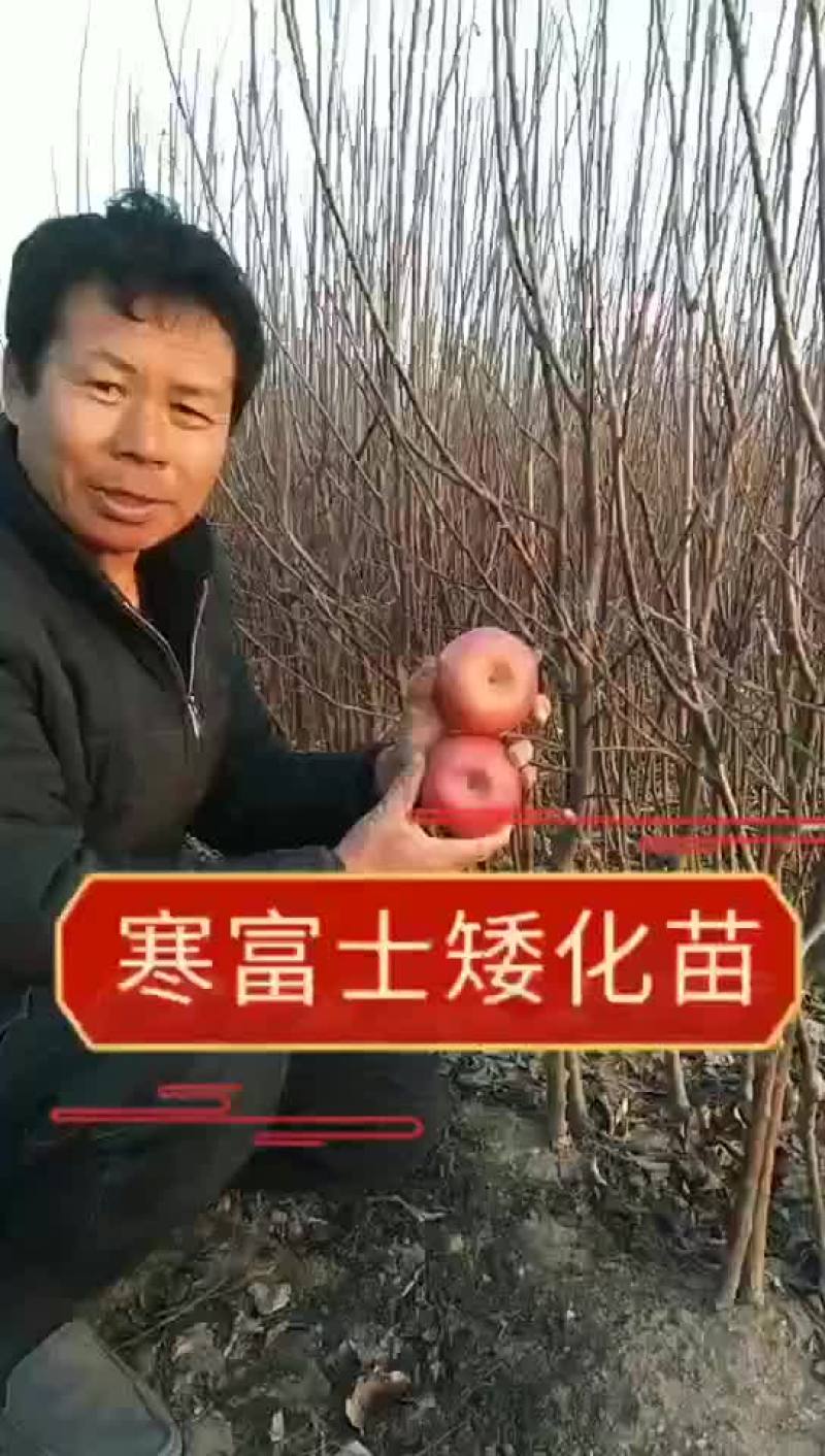 寒富士矮化苹果苗，保证纯度保证质量保证成活率，全国发货