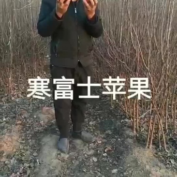 寒富士矮化苹果苗，保证纯度保证质量保证成活率，全国发货