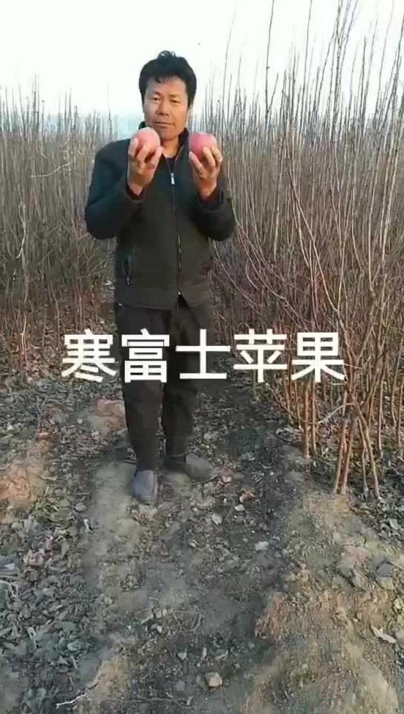 寒富士矮化苹果苗，保证纯度保证质量保证成活率，全国发货