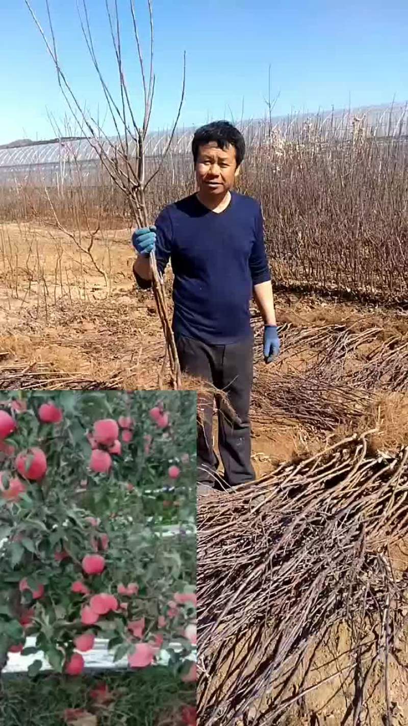 寒富士矮化苹果苗，保证纯度保证质量保证成活率，全国发货