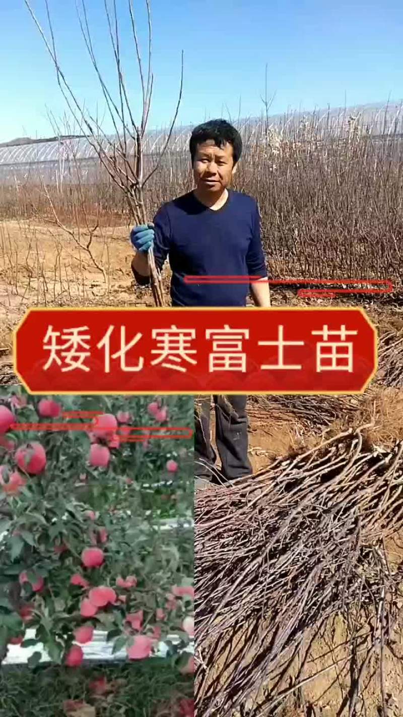 寒富士矮化苹果苗，保证纯度保证质量保证成活率，全国发货