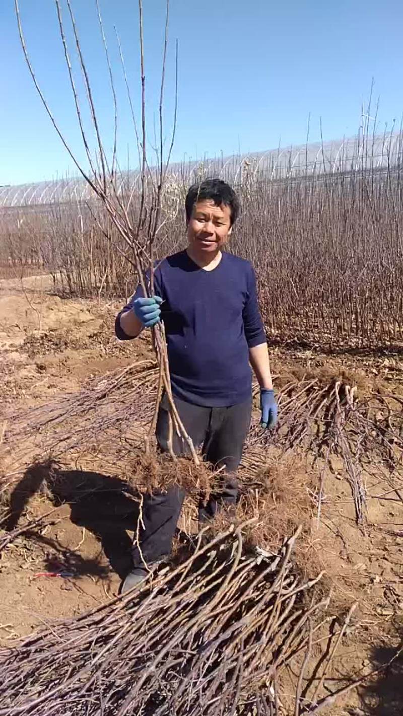 寒富士矮化苹果苗，保证纯度保证质量保证成活率，全国发货