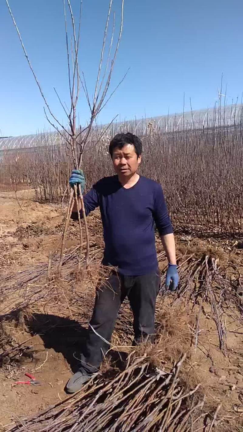 寒富士矮化苹果苗，保证纯度保证质量保证成活率，全国发货