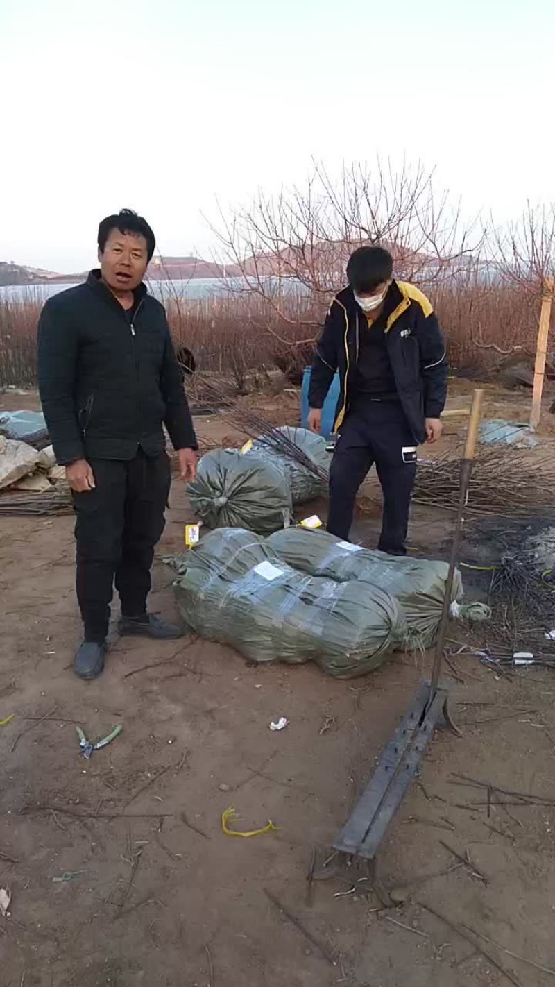 寒富士矮化苹果苗，保证纯度保证质量保证成活率，全国发货