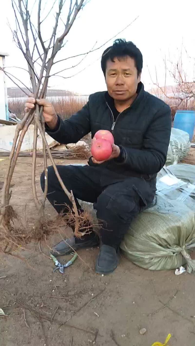 寒富士矮化苹果苗，保证纯度保证质量保证成活率，全国发货