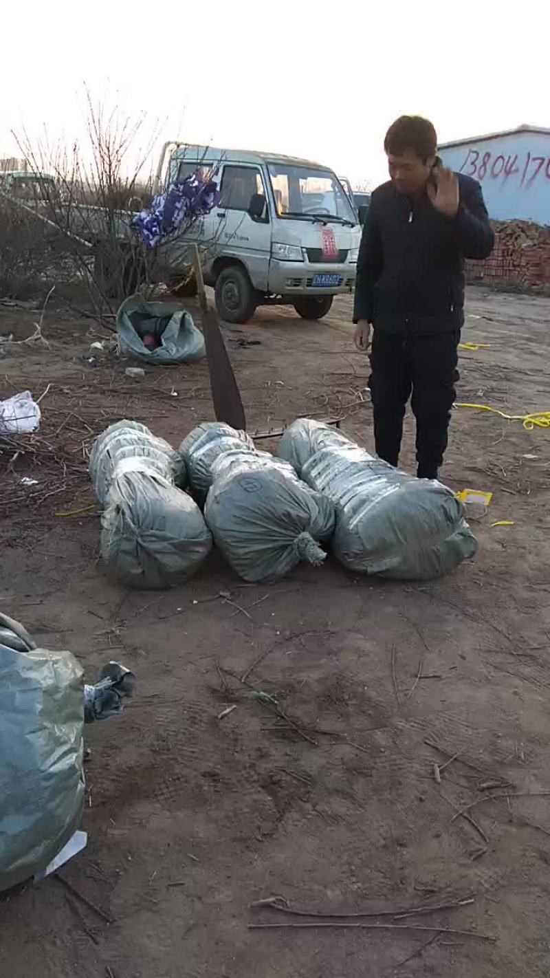 寒富士矮化苹果苗，保证纯度保证质量保证成活率，全国发货
