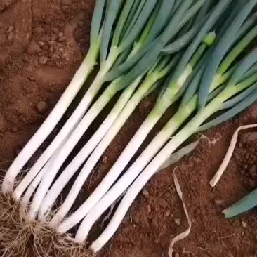 日本钢葱