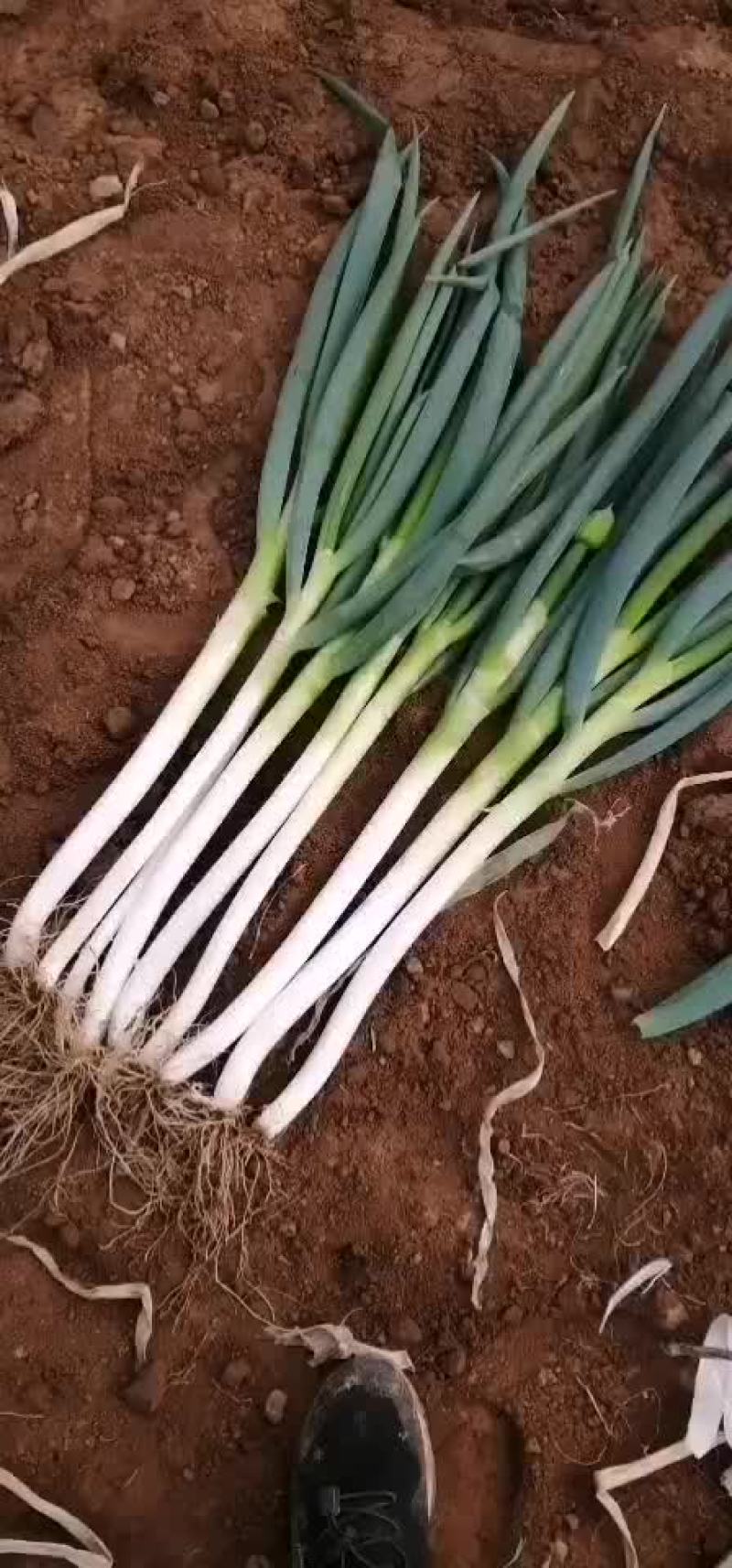 日本钢葱
