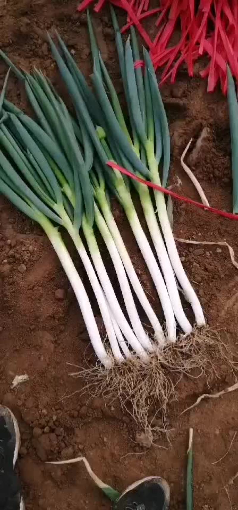 日本钢葱