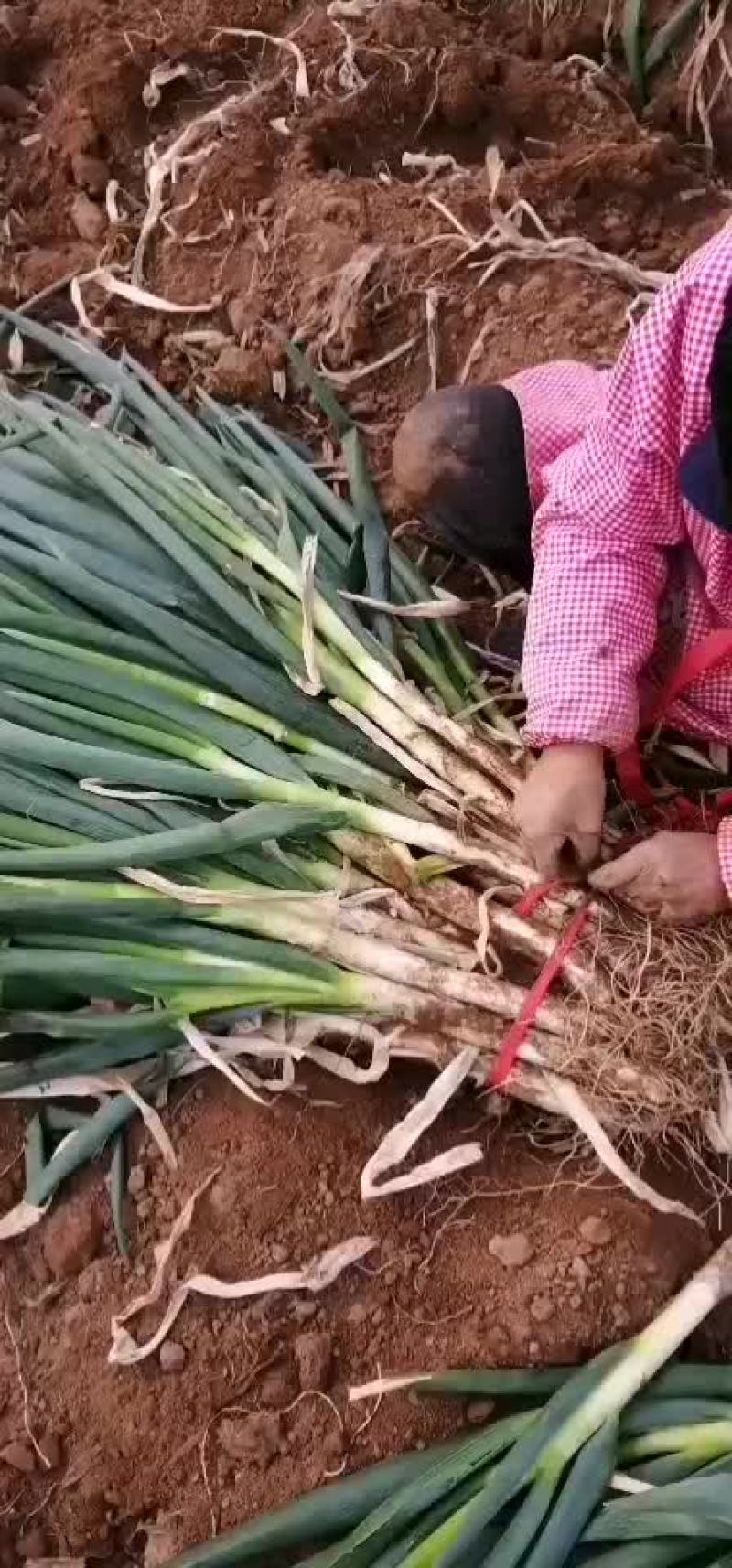 日本钢葱