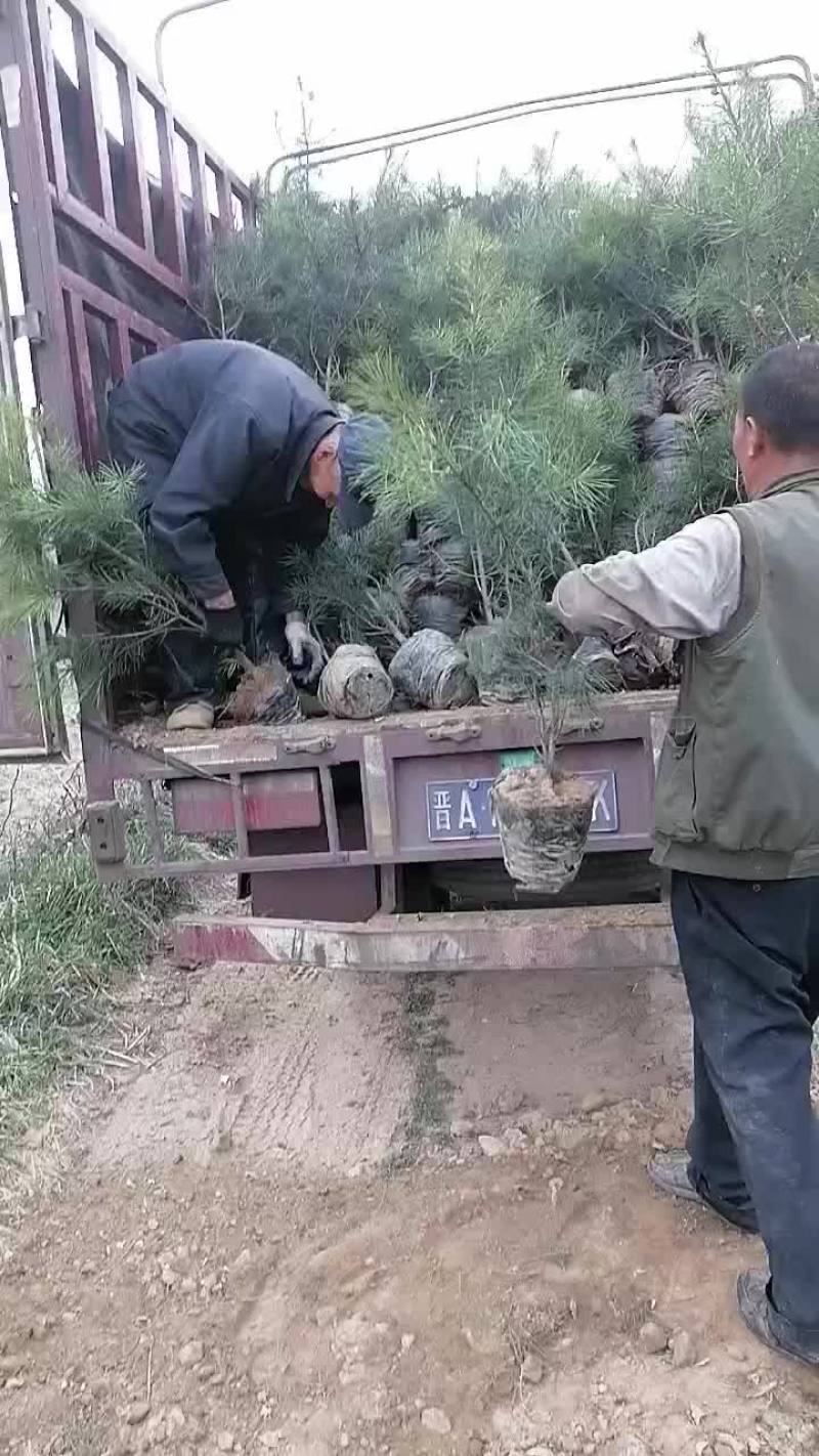 各种规格的土球苗。杯苗白皮松大量