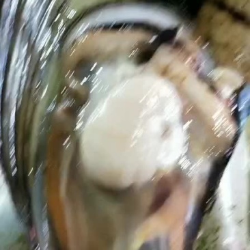 本港带子保质保量量大质优
