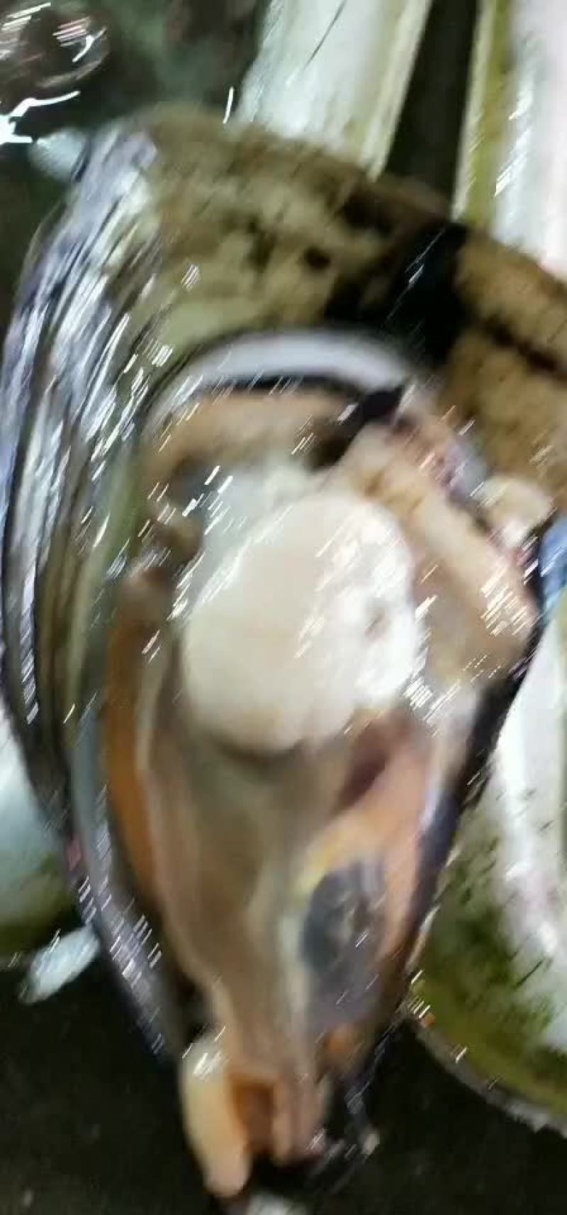 本港带子保质保量量大质优