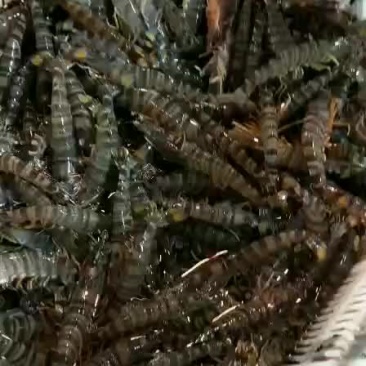本港九节虾斑点虾保质保量