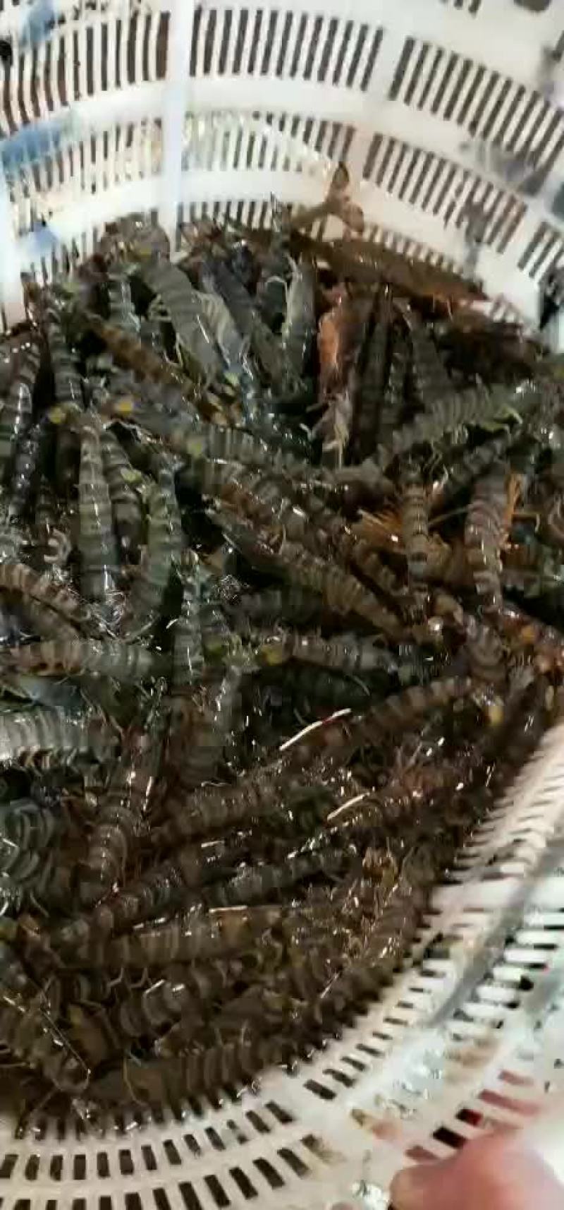 本港九节虾斑点虾保质保量