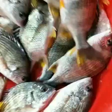 本港黄立鱼黄翅鱼保质保量