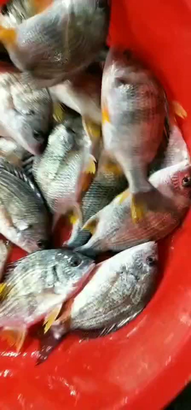 本港黄立鱼黄翅鱼保质保量