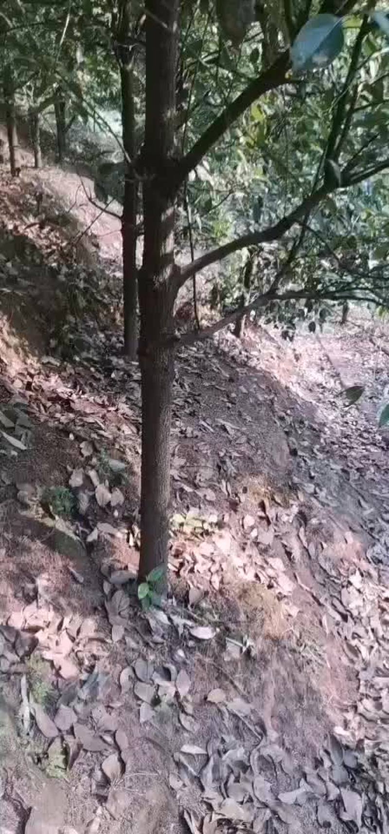 香樟树，从小到大的都有