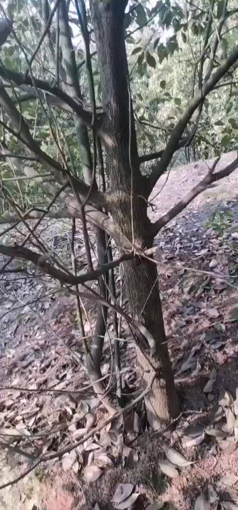 香樟树，从小到大的都有