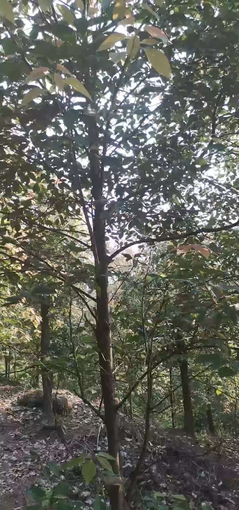 香樟树，从小到大的都有
