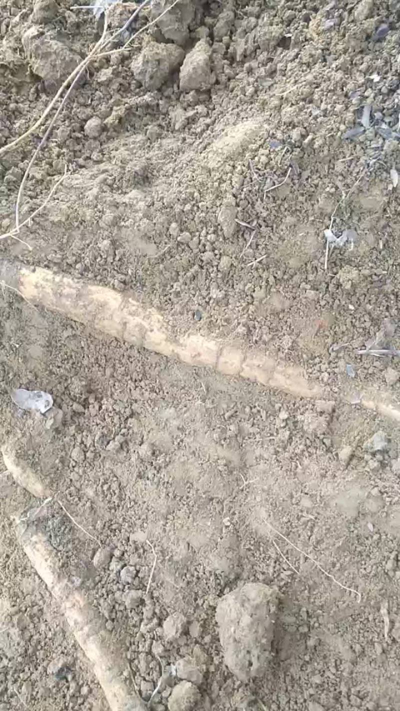 小叶牛大力薯