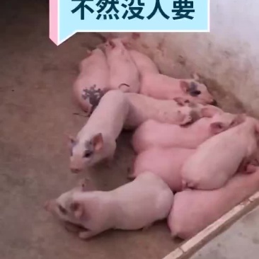 小土猪批发