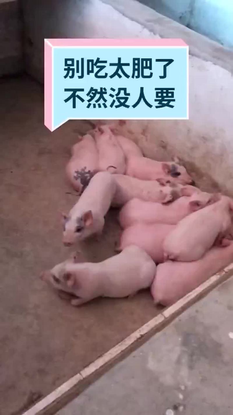 小土猪批发