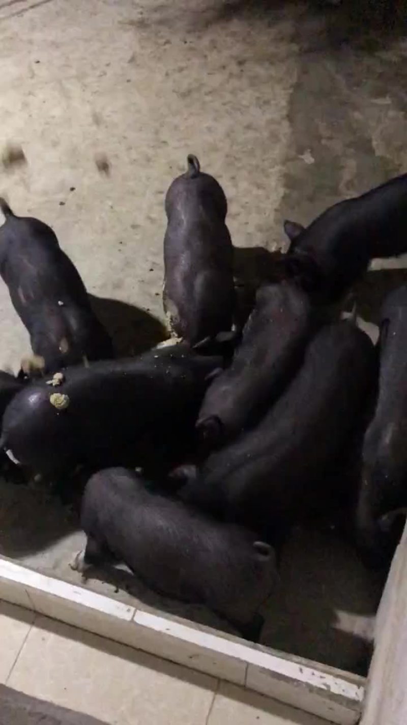 小土猪批发