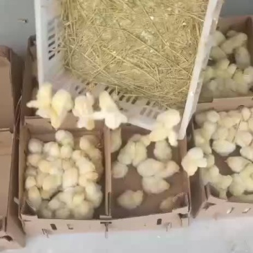 本厂出售各种鸡苗，一手货源。有需要的联系