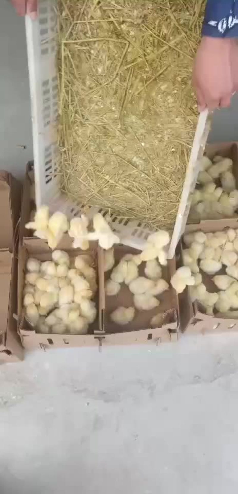 本厂出售各种鸡苗，一手货源。有需要的联系