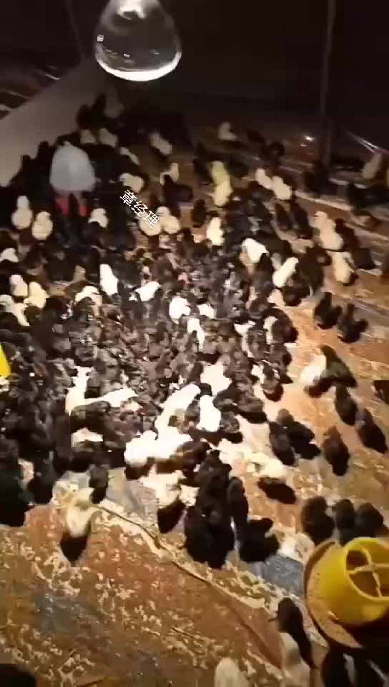 本厂出售各种鸡苗，一手货源。有需要的联系