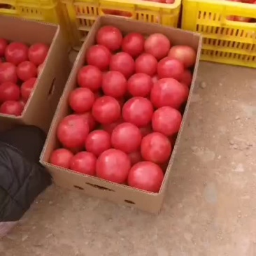精品西红柿
