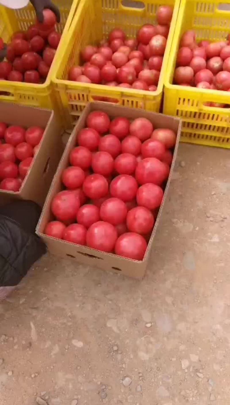 精品西红柿