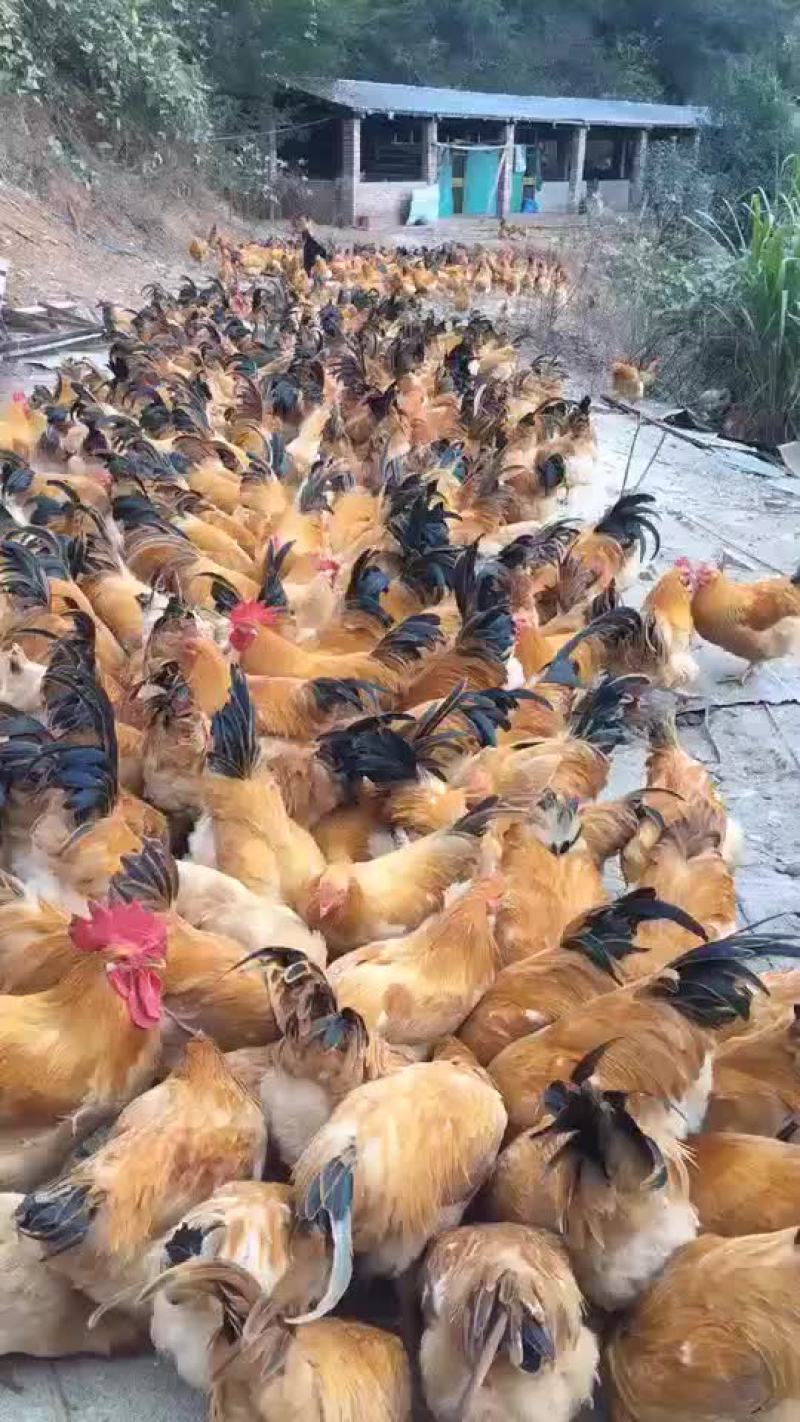 黄鸡