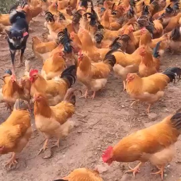 黄鸡
