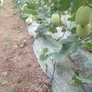 甜瓜