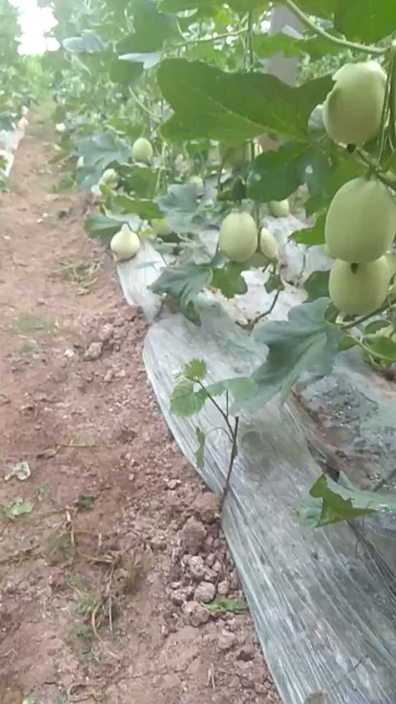 甜瓜