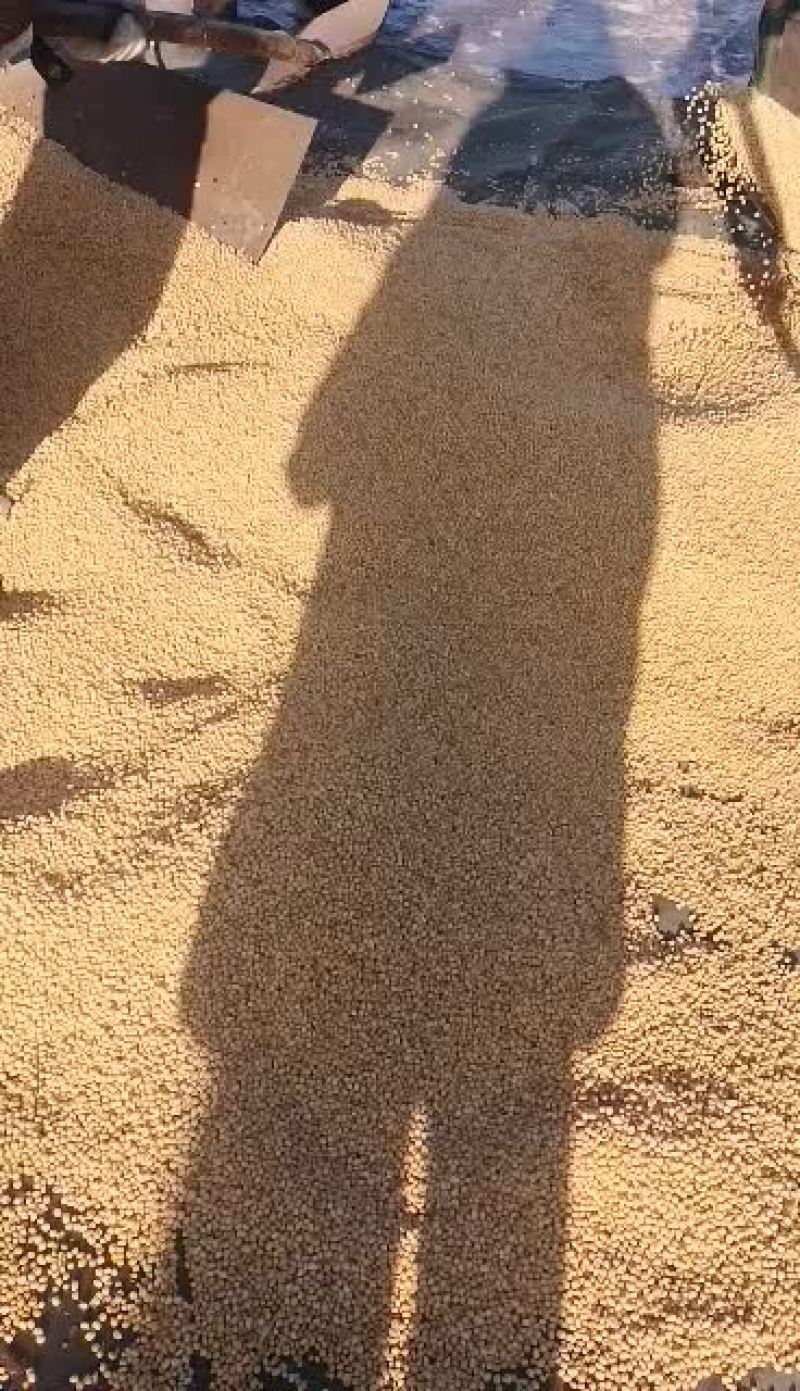 真正的非转基因笨榨大豆油四桶起邮不包邮费
